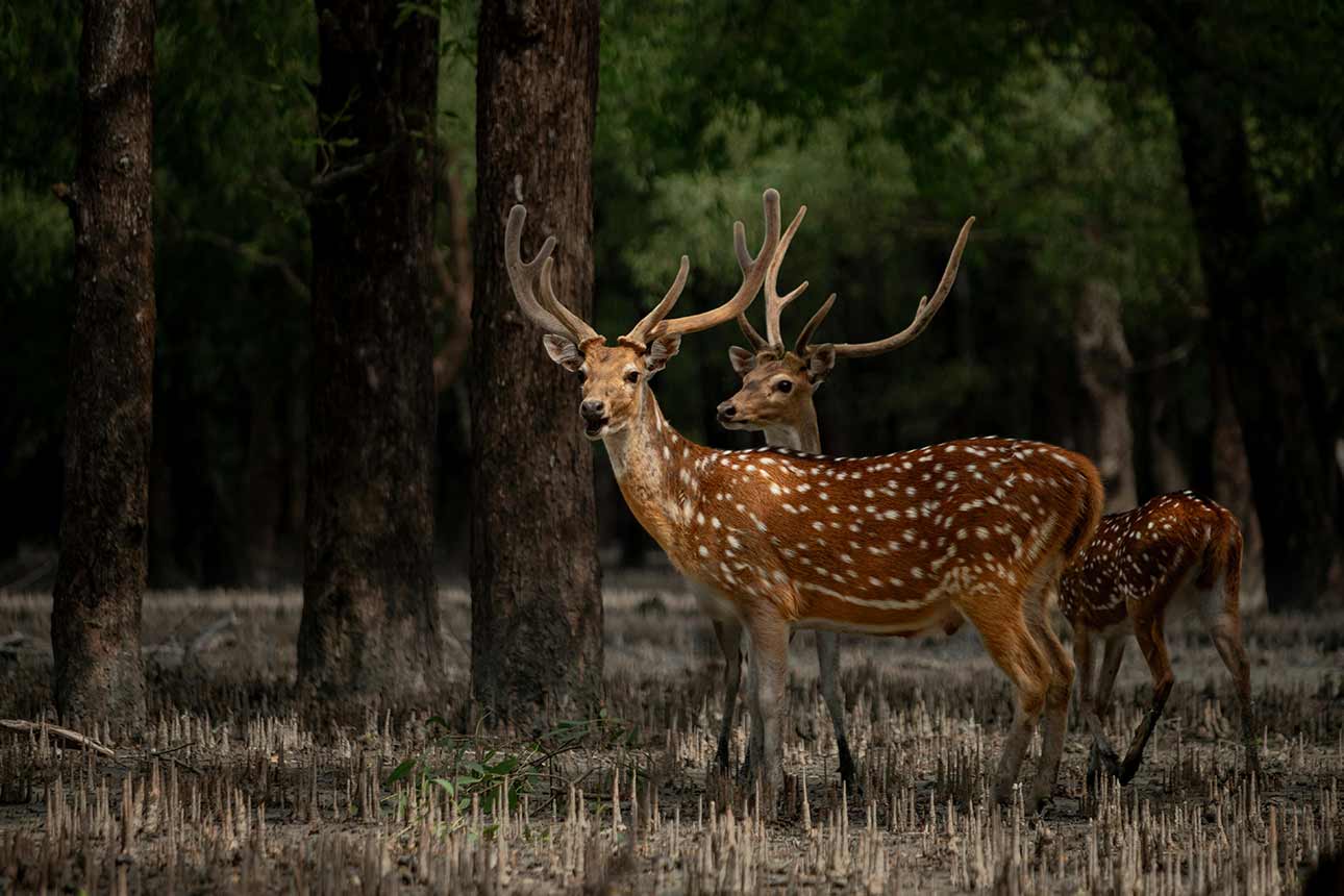 Sundarbans Tour Package