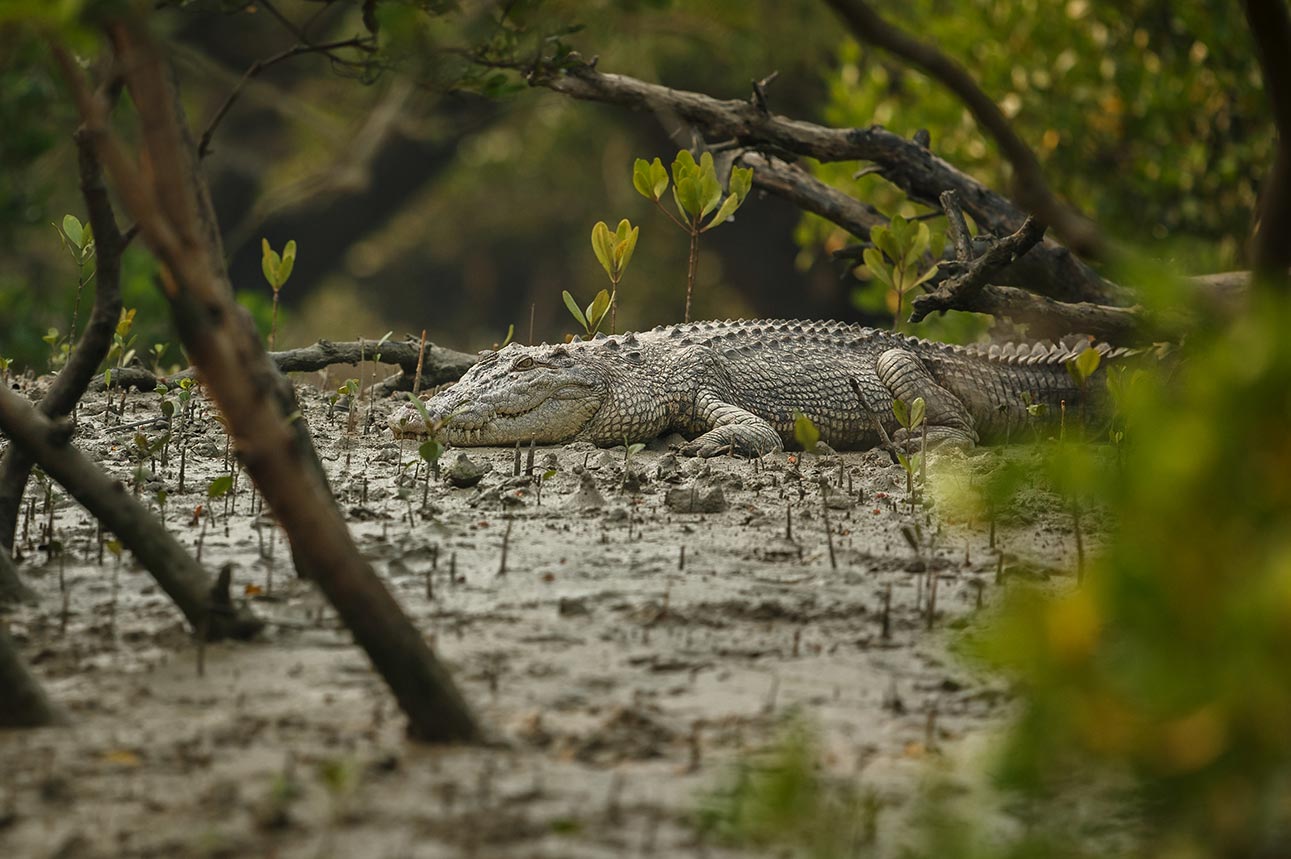 Sundarbans Tour Package