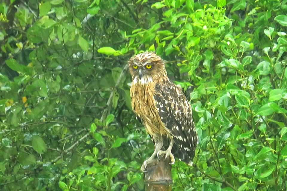 Sundarbans Tour Package