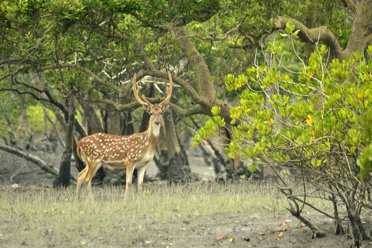 Sundarbans Tour Package