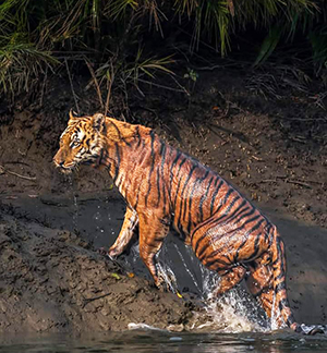 tiger