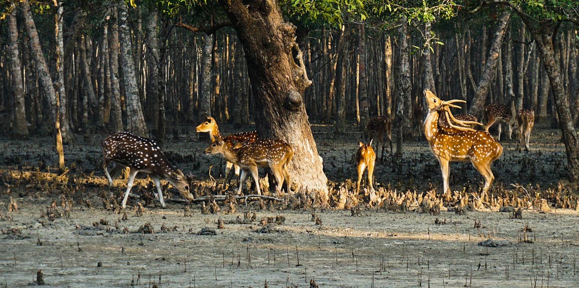 sundarbans tour package