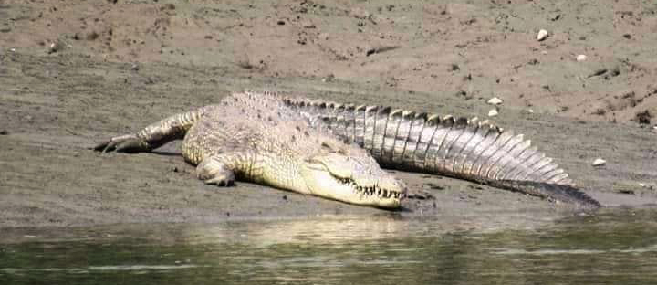 sundarbans tour package