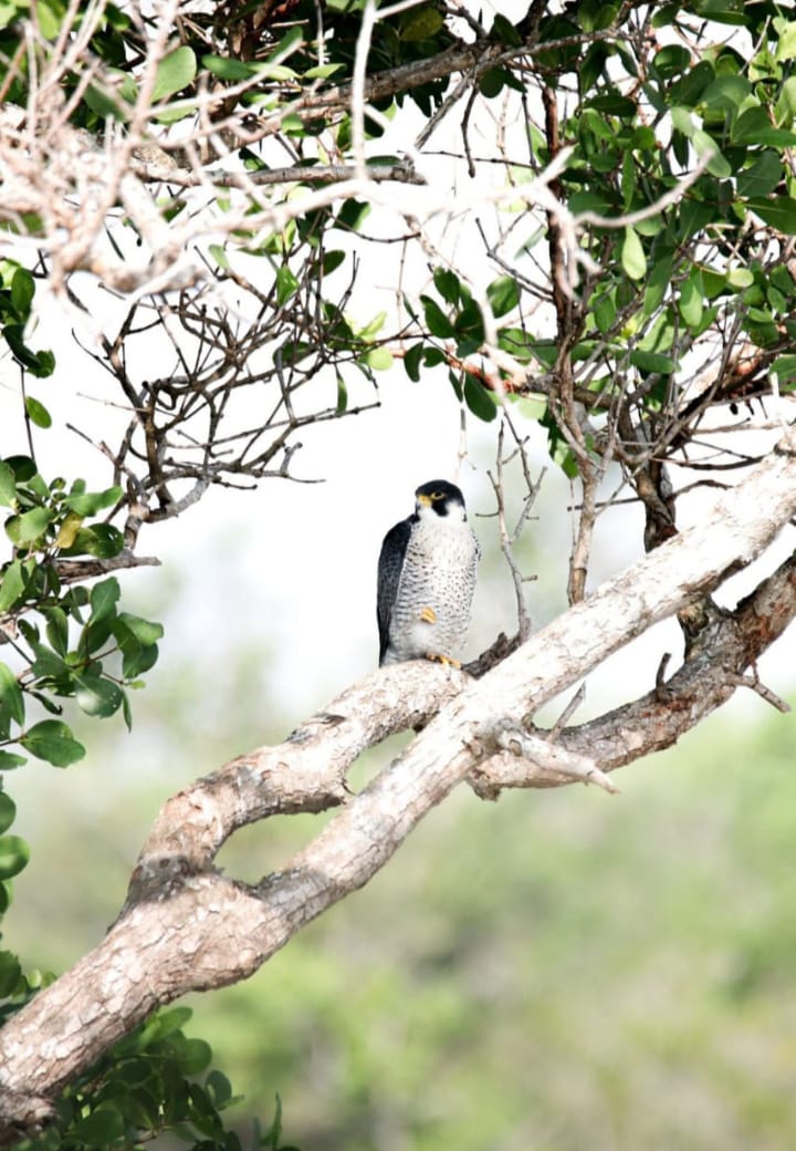 sundarbans tour package