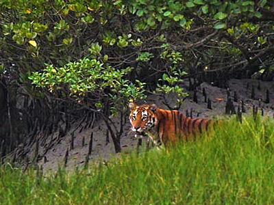 Sundarbans tour package