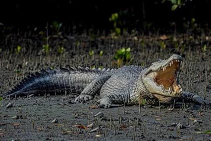 Sundarbans Tour Package