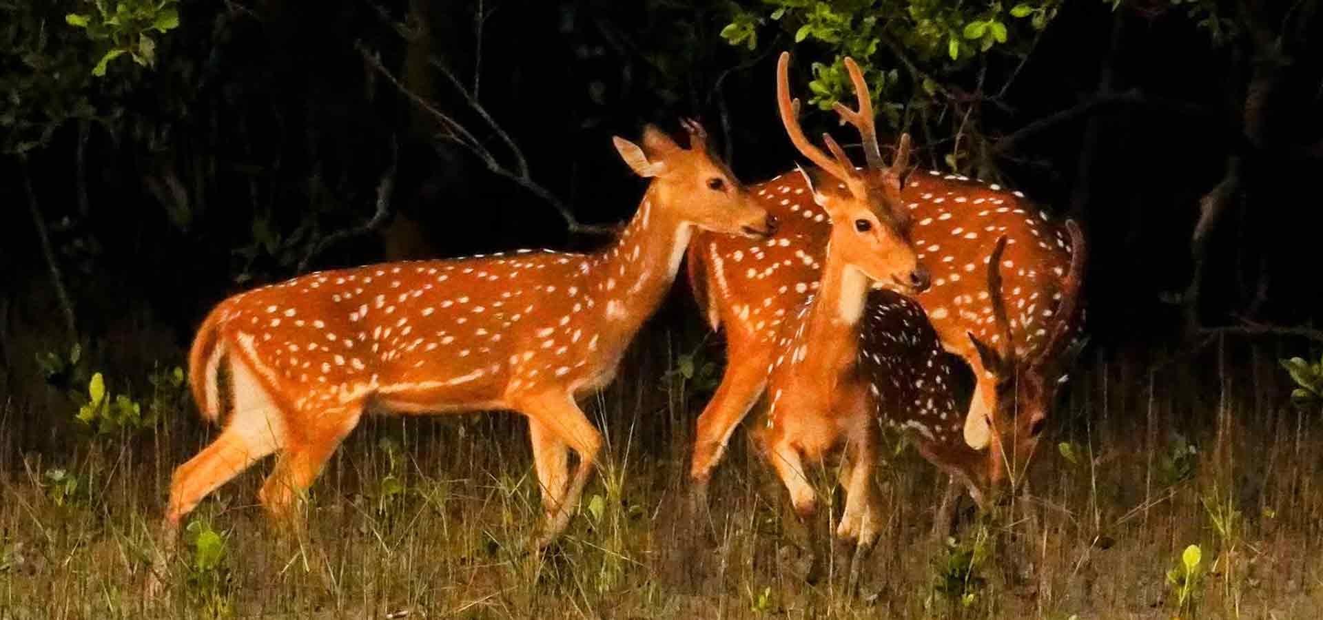 sundarbans-tour-package-banner-3