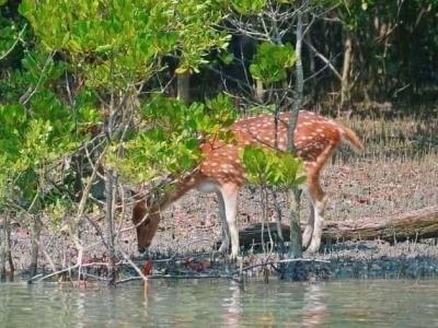 sundarban tour package wild-animals