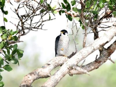 sundarban tour package wild-animals