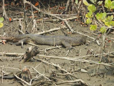 sundarban tour package wild-animals