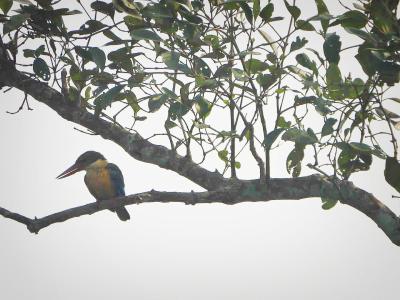 sundarban tour package wild-animals