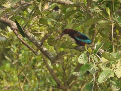 sundarban tour package wild-animals