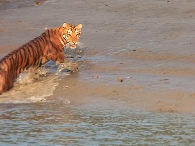 sundarban tour package wild-animals