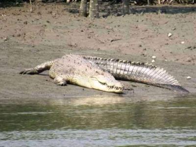 sundarban tour package wild-animals