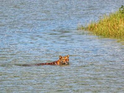 sundarban tour package wild-animals