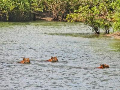 sundarban tour package wild-animals