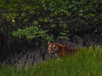 sundarban tour package wild-animals