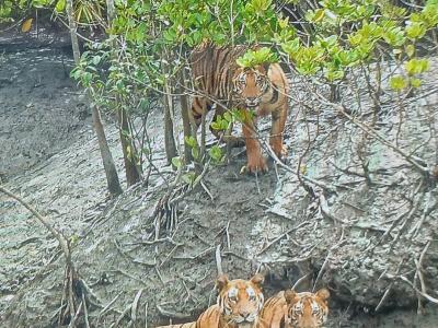 sundarban tour package wild-animals