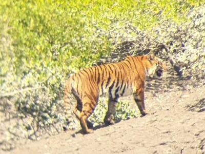 sundarban tour package wild-animals