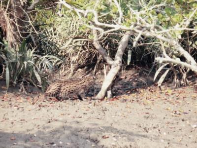 sundarban tour package wild-animals