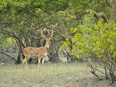 sundarbanstourpackage